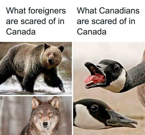 funny canadians